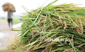 Pekerja memanggul tumpukan padi hasil panen di Desa Pematang Johar, Kabupaten Deli Serdang, Sumatera Utara, Selasa (14/4/2026). Perum Bulog menargetkan akan menyerap sebanyak empat juta ton beras dengan strategi percepatan penyerapan gabah dari petani meski menghadapi potensi kekeringan dampak fenomena Godzilla El Nino pada Juli 2026.