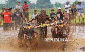 Joki memacu sapinya saat gelaran karapan sapi sakak di Kabupaten Probolinggo, Jawa Timur, Sabtu (27/12/2025). Pemerintah Kabupaten Probolinggo menggelar karapan sapi sakak yang diikuti 34 peserta sebagai ajang promosi wisata di kawasan itu. 