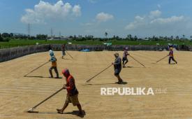 Pekerja menjemur gabah di Kasemen, Kota Serang, Banten, Kamis (2/1/2025). Pemerintah menaikkan Harga Pembelian Pemerintah (HPP) gabah dari Rp6.000 menjadi Rp6.500 per kilogram sebagai upaya untuk mendukung pencapaian target swasembada pangan. 