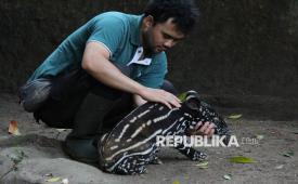 Para pegawai Bandung Zoo kini bisa tersenyum kembali. Gaji mereka selama dua bulan telah dibayarkan sekaligus oleh Gubernur Jawa Barat, Dedi Mulyadi. (ilustrasi)