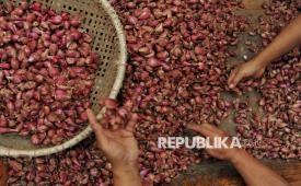 Pedagang memilah bawang  di Pasar Induk Kramat Jati, Jakarta Timur, Selasa (18/2/2025). 