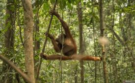 Indonesia menyelamatkan 46 orangutan saat kebakaran hutan melanda Kalimantan Barat.