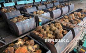 Karyawan mengawasi proses pemasukan Tandan Buah Segar (TBS) kelapa sawit ke dalam mesin pengolahan minyak sawit mentah atau crude palm oil (CPO) di PT Karya Tanah Subur Desa Padang Sikabu, Kaway XVI, Aceh Barat, Aceh, Rabu (1/4/2026). Kementerian Perdagangan menetapkan harga referensi CPO untuk bea keluar dan pungutan ekspor periode 1-30 April 2026 sebesar 989,63 dolar AS per metric ton (MT) atau meningkat 50,76 dolar AS dari periode Maret sebesar 938,87 dolar AS per MT yang disebabkan peningkatan permintaan dan dampak situasi geopolitik di Timur Tengah. 