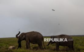 Dua ekor gajah sumatra (Elephas maximus sumatranus) mencari makan di dekat lokasi kebakaran hutan di Pusat Konservasi Gajah (PKG) Jalur 21 Padang Sugihan, Kabupaten Banyuasin, Sumatera Selatan, Kamis (17/9/2026). Kementerian Kehutanan mengerahkan 24 personel Manggala Agni Daops Sumatera XVII-OKI, 22 personel  Daops Sumatera XIV-Banyuasin, 24 personel BKO dari Daops Sumatera IX-Jambi, Daops Sumatera VI-Siak, Masyarakat Peduli Api (MPA), 10 orang personel BKO dari Balai Taman Nasional Ujung Kulon dan Balai Taman Nasional Bukit Duabelas dan tim dari BKSDA Sumatera Selatan untuk memadamkan kebakaran di kawasan tersebut. 