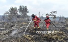 Petugas Manggala Agni Daops Bukit Tempurung memadamkan kebakaran hutan dan lahan (karhutla) di lahan gambut Desa Pandan Sejahtera, Tanjung Jabung Timur, Jambi, Selasa (25/8/2026).