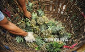 Pedagang merapikan buah nanas. Kulit nanas bisa diolah menjadi pintu masuk untuk belajar mengelola limbah organik.