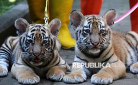 Dua anak harimau benggala jantan, Huru dan Hara tengah dijemur untuk mendapatkan asupan sinar matahari di Bandung Zoo atau kebun binatang Bandung, Senin (22/9/2025). Harimau berusia 78 hari ini merupakan hasil perkawinan harimau benggala bernama Jelita dan Shahrukh Khan. Keduanya lahir di tengah polemik Bandung Zoo. Pihaknya tidak menutup pintu bila ada masyarakat yang hendak menjadi orang tua asuh dua anak harimau tersebut.