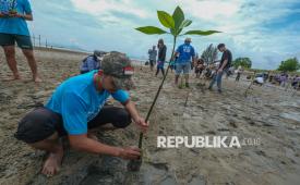 Seorang anggota komunitas peduli lingkungan melakukan penanaman bibit mangrove di Desa Tapulaga, Kabupaten Konawe, Sulawesi Tenggara, Ahad (19/1/2025). Penanaman 300 bibit mangrove yang diinisiasi oleh sejumlah komunitas dan instansi di wilayah itu sebagai rangkaian peringatan hari satu juta pohon sedunia sekaligus merehabilitasi dan melestarikan kawasan pesisir setempat dari ancaman abrasi. 