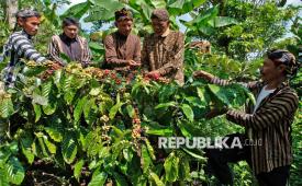 Sesepuh adat setempat bersama warga memetik kopi saat tradisi Nublek Kopi atau mengawali panen kopi di Desa Gunung Gempol, Jumo, Temanggung, Jawa Tengah, Rabu (20/5/2026). Masyarakat petani kopi Robusta di desa wisata konservasi lingkungan Gunung Gempol menggelar tradisi turun-temurun tersebut sebagai wujud syukur dan permohonan kepada Tuhan agar diberi kelancaran dan keberhasilan dalam berbagai aktivitas mereka. 