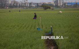 Petani memeriksa sawah yang dipasang aliran listrik untuk mengatasi hama tikus.
