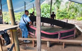 Polres Pasaman Barat tertibkan gelanggang judi sabung ayam.