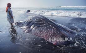 Warga menyaksikan seekor hiu tutul (Rhincodon typus) yang terdampar di Pantai Mbah Drajit, Yosowilangun, Lumajang, Jawa Timur, Sabtu (19/10/2024). 