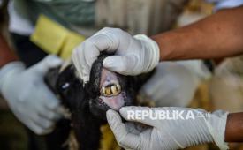 Dokter hewan dari Dinas Ketahanan Pangan dan Pertanian (DKPP) Kota Bandung memeriksa kesehatan hewan kurban di salah satu pusat penjualan hewan kurban di Bandung, Jawa Barat, Rabu (13/5/2026). Pemerintah Kota Bandung mengerahkan sebanyak 184 petugas untuk memeriksa kesehatan dan kelayakan hewan kurban, baik sebelum maupun setelah penyembelihan yang ditujukan untuk memastikan seluruh hewan kurban yang beredar di Kota Bandung dalam kondisi sehat dan layak untuk dikurbankan pada Hari Raya Idul Adha 1447 H. 
