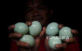 Pekerja menunjukkan telur asin rebus (ilustrasi). Di balik kelezatannya, proses pengasinan ternyata memengaruhi kandungan gizi telur. 