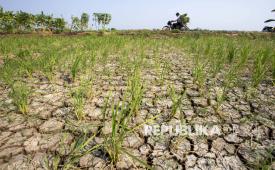 Badan Meteorologi, Klimatologi, dan Geofisika (BMKG) mengingatkan sebagian besar wilayah Indonesia berpotensi mengalami kondisi lebih kering dari normal pada puncak musim kemarau 2026.  (ilustrasi)