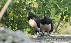 Sepasang burung maleo mencari tempat bertelur di Mamuju, Sulawesi Barat, Indonesia, Jumat, 27 Oktober 2023.