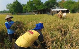 Kelompok tani Tangerang ditarget produksi lebih 1.600 ton gabah kering.