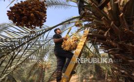 Seorang petani Palestina memanen kurma di ladang kurma di Kota Jericho, Tepi Barat, 01 September 2020. Kurma telah menjadi makanan yang stabil di Timur Tengah selama ribuan tahun. Para petani sekarang mulai menanam lebih banyak pohon kurma di Yerikho untuk meningkatkan produksi mereka lagi menyusul penurunan di tahun-tahun sebelumnya.