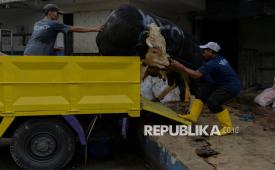Pekerja menurunkan sapi kurban untuk disembelih di Rumah Potong Hewan (RPH) Dharma Jaya Cakung, Jakarta Timur, Jumat (6/6/2025). Rumah Potong Hewan (RPH) Dharma Jaya tersebut mampu melayani pemotongan hewan kurban dalam sehari sebanyak 200 hingga 250 ekor sapi dengan infrastruktur yang memadai sesuai dengan standar kebersihan, kesehatan dan memenuhi syariat islam. Selain itu, RPH Dharma Jaya juga menurunkan sebanyak 100 petugas mulai dari tim RPH, juru sembelih halal hingga tim pengemasan. Perumda RPH Dharma Jaya menyiapkan sebanyak 1.241 ekor sapi kurban untuk memenuhi kebutuhan masyarakat pada hari raya Idul Adha 1446 Hijriah.