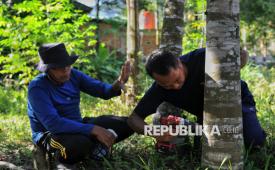 Petani gaharu melakukan penyuntikan menggunakan cairan inokulan ke batang pohon gaharu di Desa Tanjung Belit, Kecamatan Kampar Kiri Hulu, Kabupaten Kampar, Riau, Rabu (11/12/2024). Pohon Gaharu (Aquilaria malaccensis) merupakan salah satu tanaman yang dimanfaatkan warga setempat untuk dibudidayakan karena memiliki nilai ekonomi yang tinggi. Kayu gaharu tersebut dapat dijumpai di wilayah hutan hujan tropis seperti di Indonesia, Bangladesh, Bhutan, India, Iran, Laos, Malaysia, Myanmar, Filipina, Singapura, dan Thailand. Gaharu tersebut biasanya digunakan untuk bahan dasar parfum, obat batuk, anti jamur dan insektisida dengan harga jual sekitar Rp4 juta per kilogram. Budidaya pohon gaharu tersebut merupakan bagian dari program YAPEKA dalam konsorsium Konservasi Rimbang Baling bersama Masyarakat yang Berdaulat (Kerabat)  untuk meningkatkan mata pencaharian alternatif bagi masyarakat sekitar selain tanaman komiditi karet.