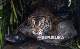 Seekor Harimau sumatra (Panthera tigris sumatrae) berada di kandang jebak bersama umpannya di Jorong Palimbatan, Nagari Pasie Laweh, Agam, Sumatera Barat, Rabu (12/8/2026). Setelah beberapa kali terpantau di sekitar wilayah warga, satwa liar tersebut akhirnya masuk ke kandang jebak yang telah disiapkan.
