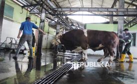 Sapi kurban bantuan Presiden Prabowo bernama Sheva memasuki Rumah Potong Hewan (RPH) Ciroyom, Kota Bandung, Rabu (27/5/2026). Sapi jienis Simmental seberat 1,25 ton dari peternak Ujungberung, Kota Bandung ini sudah melewati seleksi ketat oleh pihak Istana Kepresidenan sebelum terpilih menjadi hewan kurban Presiden Prabowo.