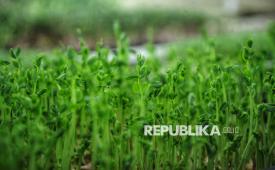 Sebuah studi terbaru mengungkap adanya hubungan kuat antara paparan pestisida pertanian dan peningkatan risiko kanker. (ilustrasi)