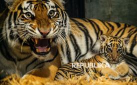 Induk Harimau Benggala (Panthera Tigris Tigris) menjaga dua anaknya yang baru lahir di Kebun Binatang Bandung, Bandung, Jawa Barat, Senin (18/8/2025). Kebun Binatang Bandung memiliki koleksi Harimau Benggala (Phantera Tigris Tigris) baru sebanyak dua ekor yang lahir pada 12 Juli 2025 dari pasangan yang bernama Jelita (betina) 4,5 tahun dan Sarukh Khan (jantan) 22 tahun, dengan kelahiran tersebut kini Kebun Binatang Bandung memiliki lima ekor Harimau Benggala (Phantera Tigris Tigris). 