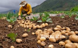 Petani memanen kentang di perladangan kawasan dataran tinggi Dieng Desa Bakal, Batur, Banjarnegara, Jawa Tengah, Ahad (8/3/2026). Curah hujan tinggi dan angin kencang menyebabkan hasil panen kentang menurun hingga 50 persen dibanding pada waktu musim kemarau yaitu dari 15 ton per hektare menjadi 7-8 ton per hektare, saat ini harga kentang berkisar Rp10 ribu-Rp11 ribu per kilogram. 