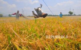 Petani melepas jaring hama burung di tanaman padi siap panen 