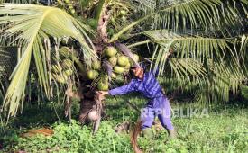 Seorang petani membersihkan pelepah kering kelapa pandan wangi (Cocos Nucifera) dari batangnya di sebuah perkebunan (ilustrasi).