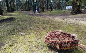 Tandan buah segar (BTS) kelapa sawit di sebuah perkebunan di Pangkalan Bun, Kalimantan Tengah, Kamis (30/10/2025).