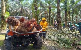 Pekerja perkebunan kelapa sawit di Pangkalan Bun, Kalimantan Tengah, Kamis (30/10/2025).