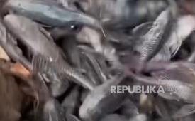 Ikan sapu-sapu di Sungai Ciliwung.