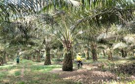 Kebun sawit di salah satu area di Pangkalan Bun, Kalimantan Tengah.