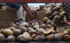 Bea Cukai Bandung bersama Kantor Wilayah (Kanwil) Bea Cukai Jawa Barat menggagalkan pengangkutan 796.000 batang rokok ilegal yang disembunyikan di balik muatan buah kelapa di Kabupaten Sumedang, Jawa Barat, Rabu (9/9/2026).