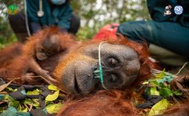 Induk dan anak orangutan yang ditemukan di Desa Pelang, Ketapang, Kalimantan Barat, dievakuasi BKSDA Kalimantan Barat bersama YIARI setelah habitatnya terdampak kebakaran.