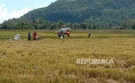 BPS menyebutkan beras mengalami deflasi 0,13 persen pada September 2025, pertama kalinya sejak 2021. Salah satu penyebabnya, pasokan gabah dari panen gadu meningkat.