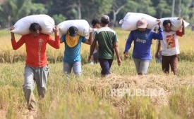 Buruh tani mengangkat gabah yang baru dipanen (ilustrasi).