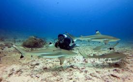 Diving di area sekitar kawasan Daloha Beach & Dive Resort. Resort ini menawarkan kombinasi wisata bahari serta wisata edukasi sejarah Perang Dunia II bagi para wisatawan. 