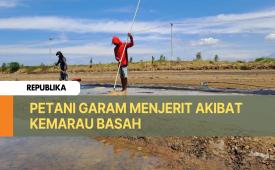Hujan yang masih kerap mengguyur di bulan Agustus ini, membuat para petani garam di Kabupaten Indramayu menjerit.