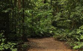Menteri Energi dan Sumber Daya Mineral (ESDM) Bahlil Lahadalia menyatakan komitmen untuk menertibkan tambang ilegal yang berlokasi di kawasan hutan. (ilustrasi)