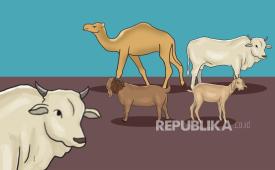 Hewan qurban (ilustrasi). Agar penyembelihan sah, umat perlu mengikuti tata cara penyembelihan hewan qurban yang sesuai syariat Islam.