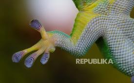 ILUSTRASI Hewan melata