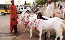 Anjuran Menyembelih Kurban dengan Pisau Tajam. Foto:   Ilustrasi - Penjualan hewan kurban di Pakistan.