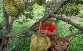 Ilustrasi sentra kebun durian. 