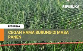 Jika tidak segera diatasi, dampaknya bisa meluas dan mengancam ketahanan pangan 