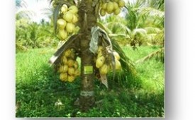 Kelapa Genjah.