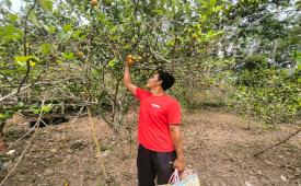 Khairil Anam, warga desa Air Talas, Kecamatan Rambang Niru,  Kabupaten Muara Enim, Sumatera Selatan sedang memetik jeruk di kebun Jeruk di daerahnya.