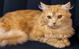Kucing. Setiap 8 Agustus, masyarakat di berbagai negara memperingati Hari Kucing Sedunia sebagai bentuk penghargaan terhadap hewan yang telah hidup berdampingan dengan manusia selama lebih dari 5000 tahun. 